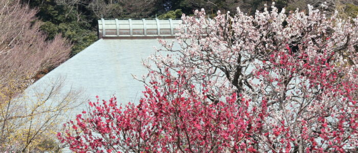 瑞泉寺の梅